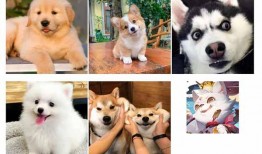 狼狗最新爆料图片,神秘图片揭秘不为人知的秘密